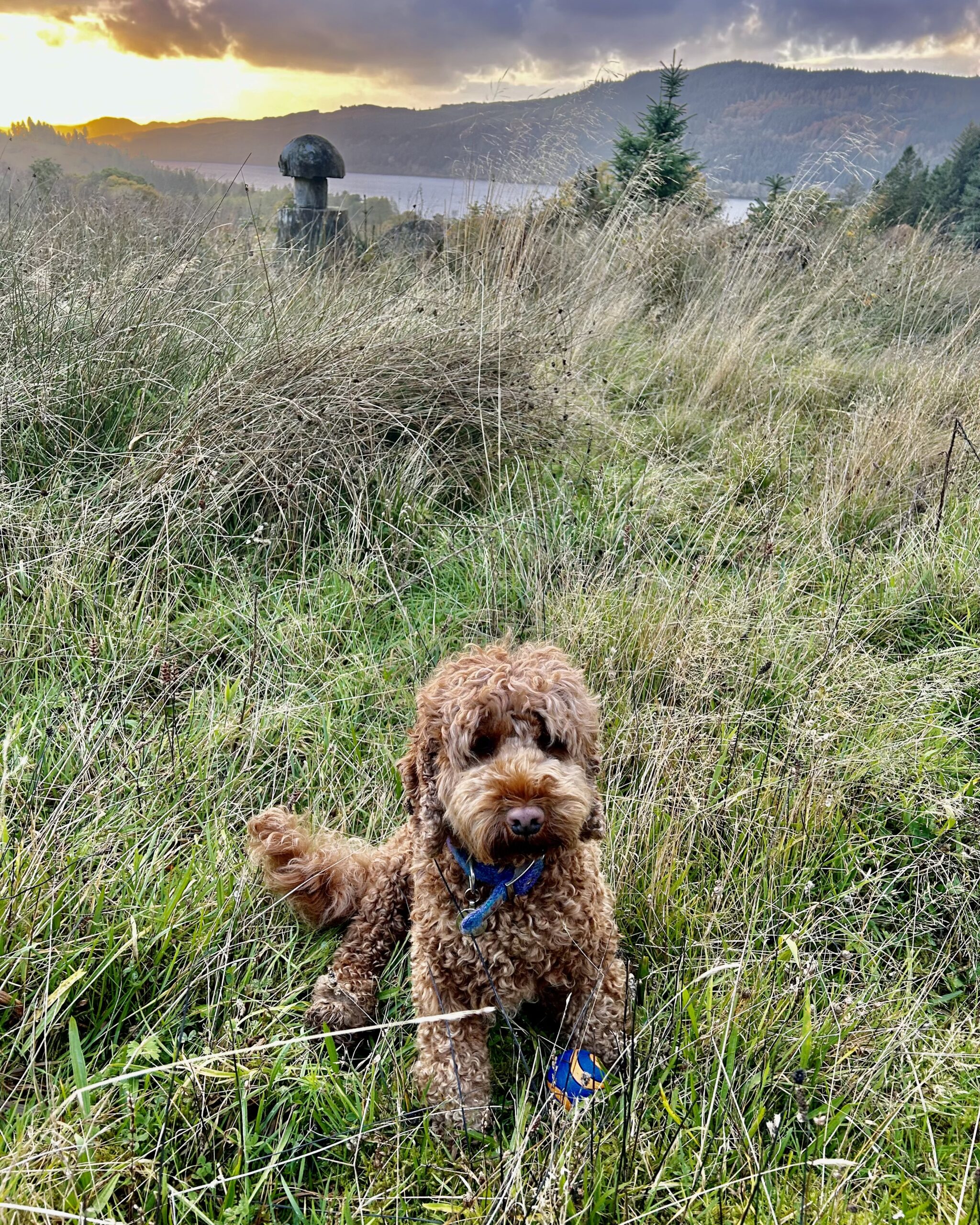 Canine MEERKAT